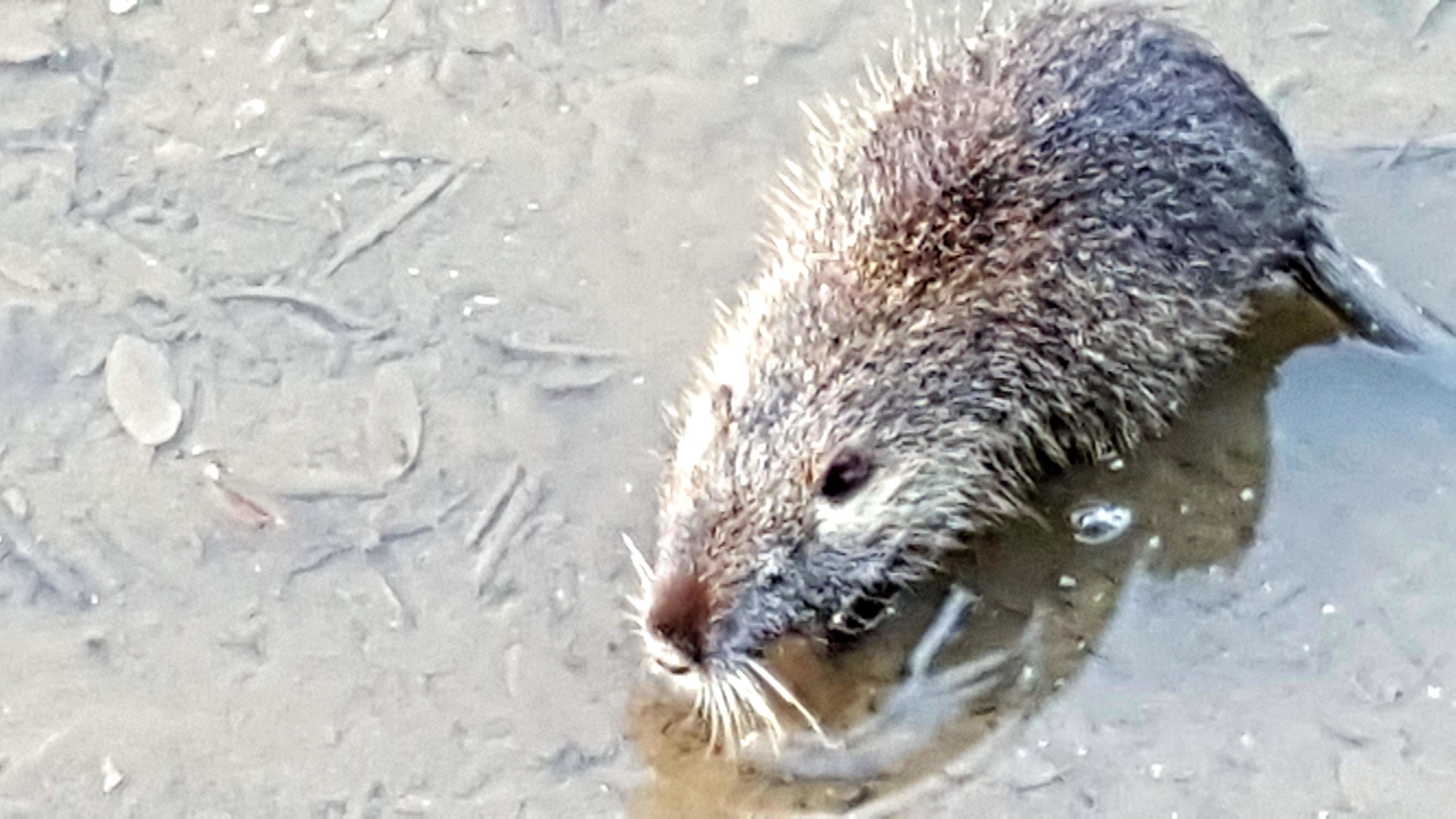 nutria