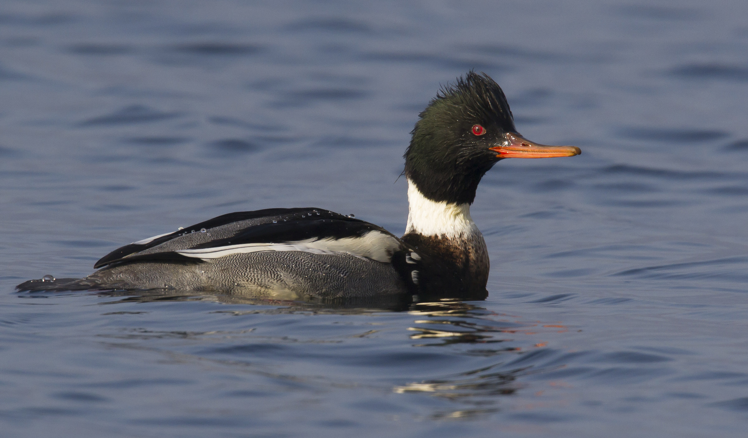 red-breasted merganser