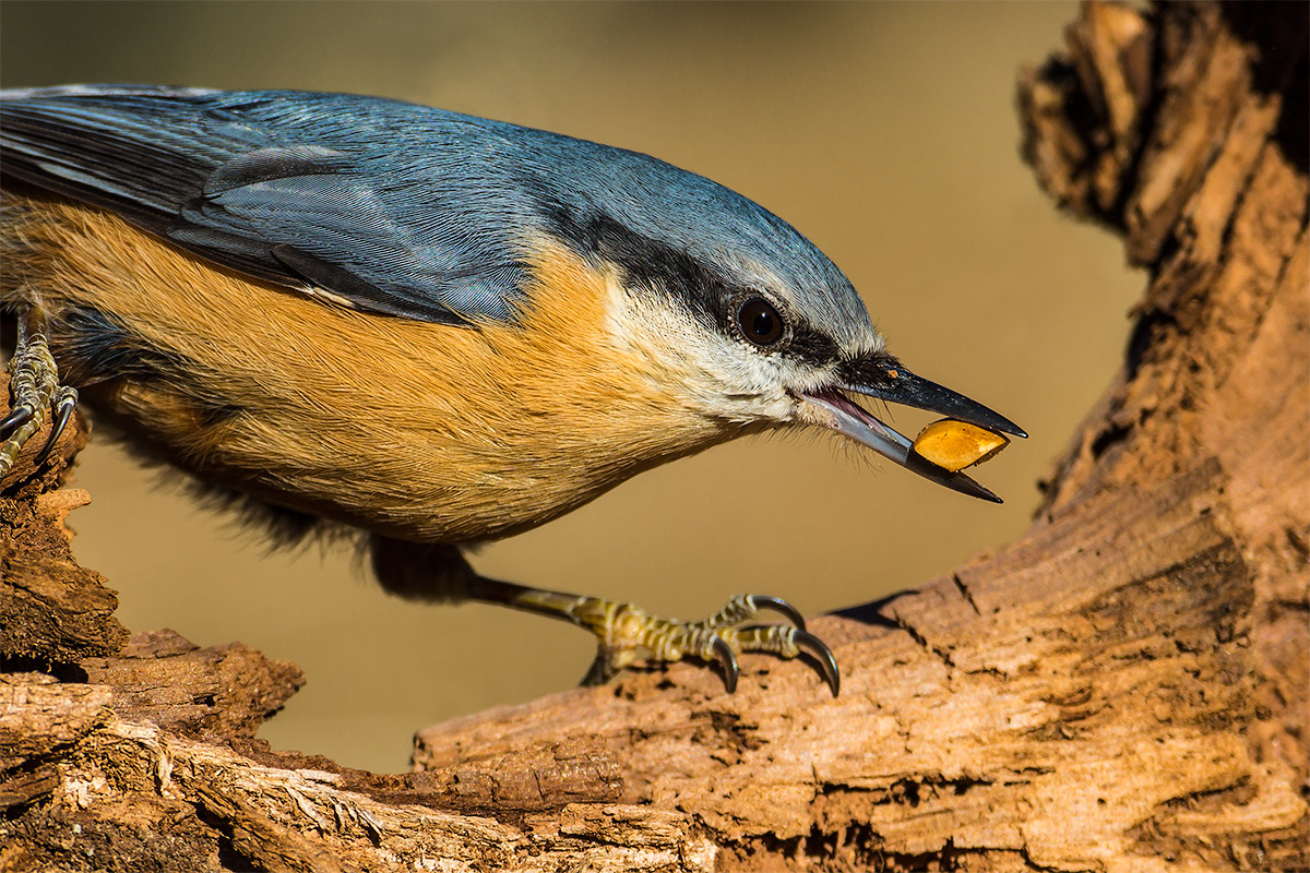 Questa me la pappo io !!