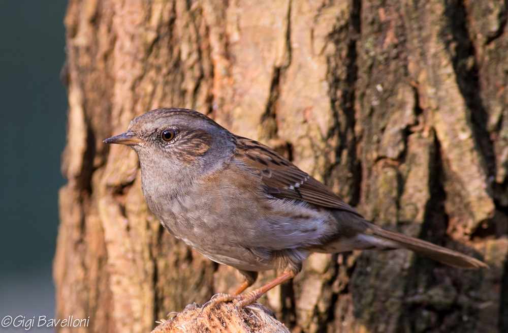 Dunnock