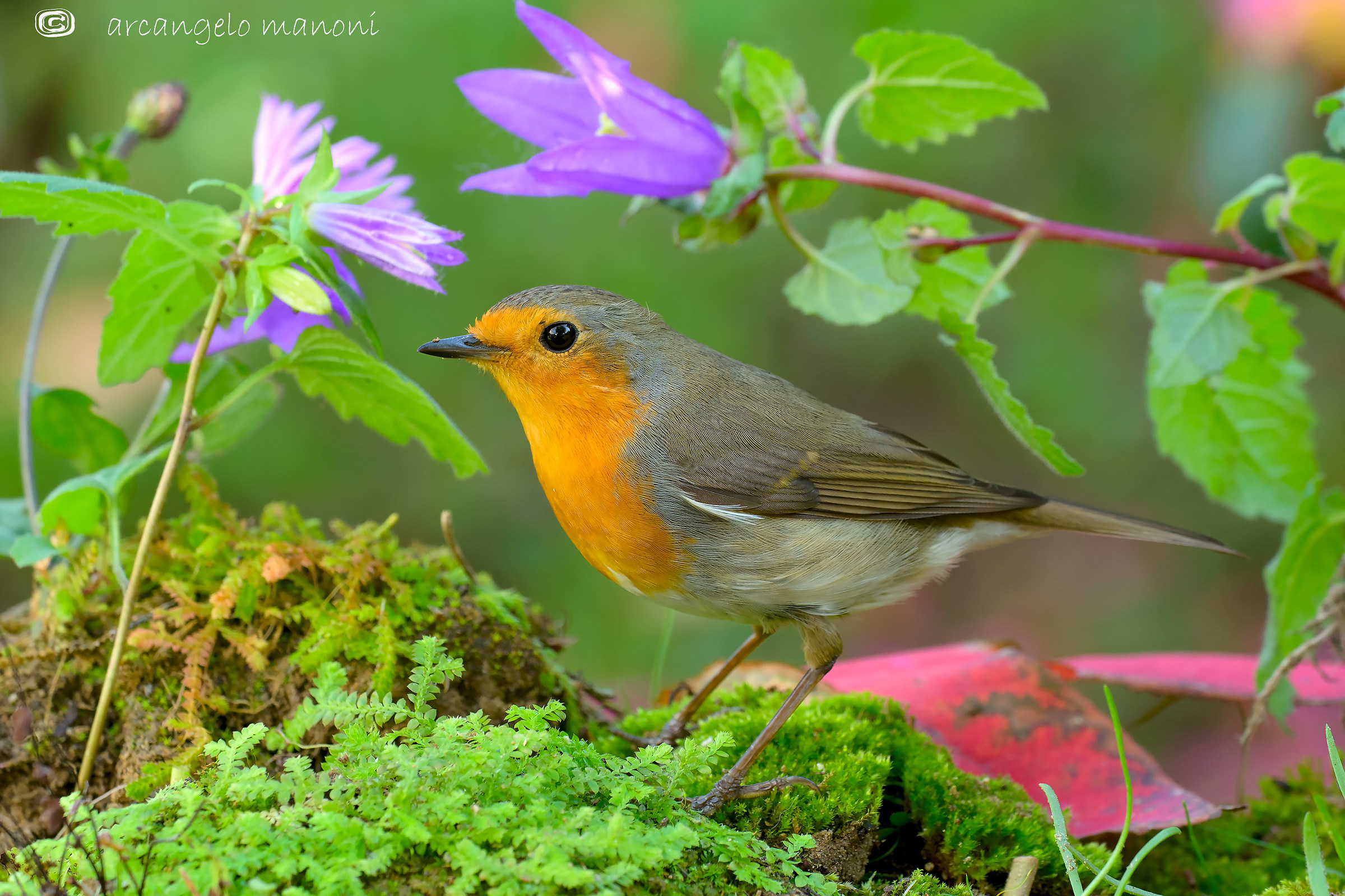 Magico dolce autunno con Robin