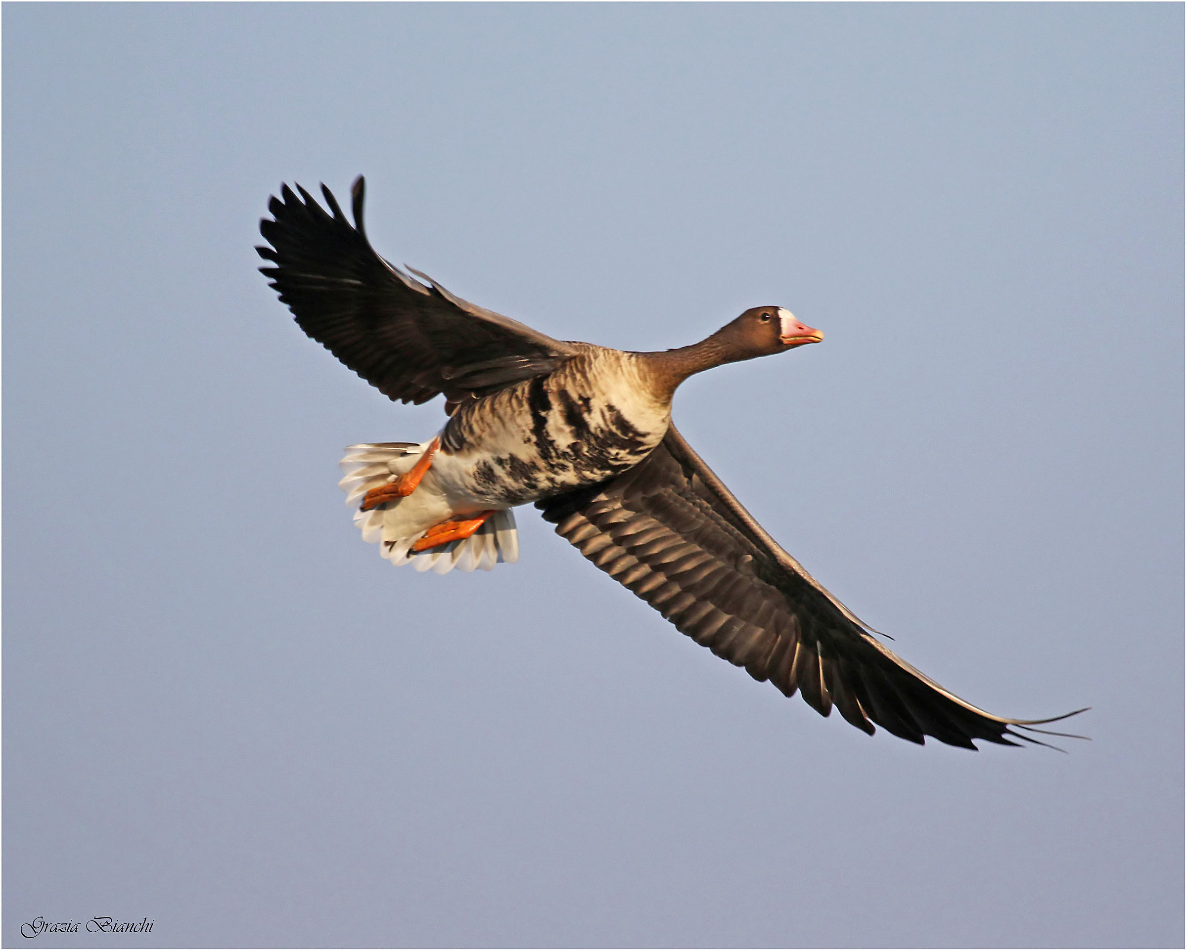Oca lombardella - Isola della Cona