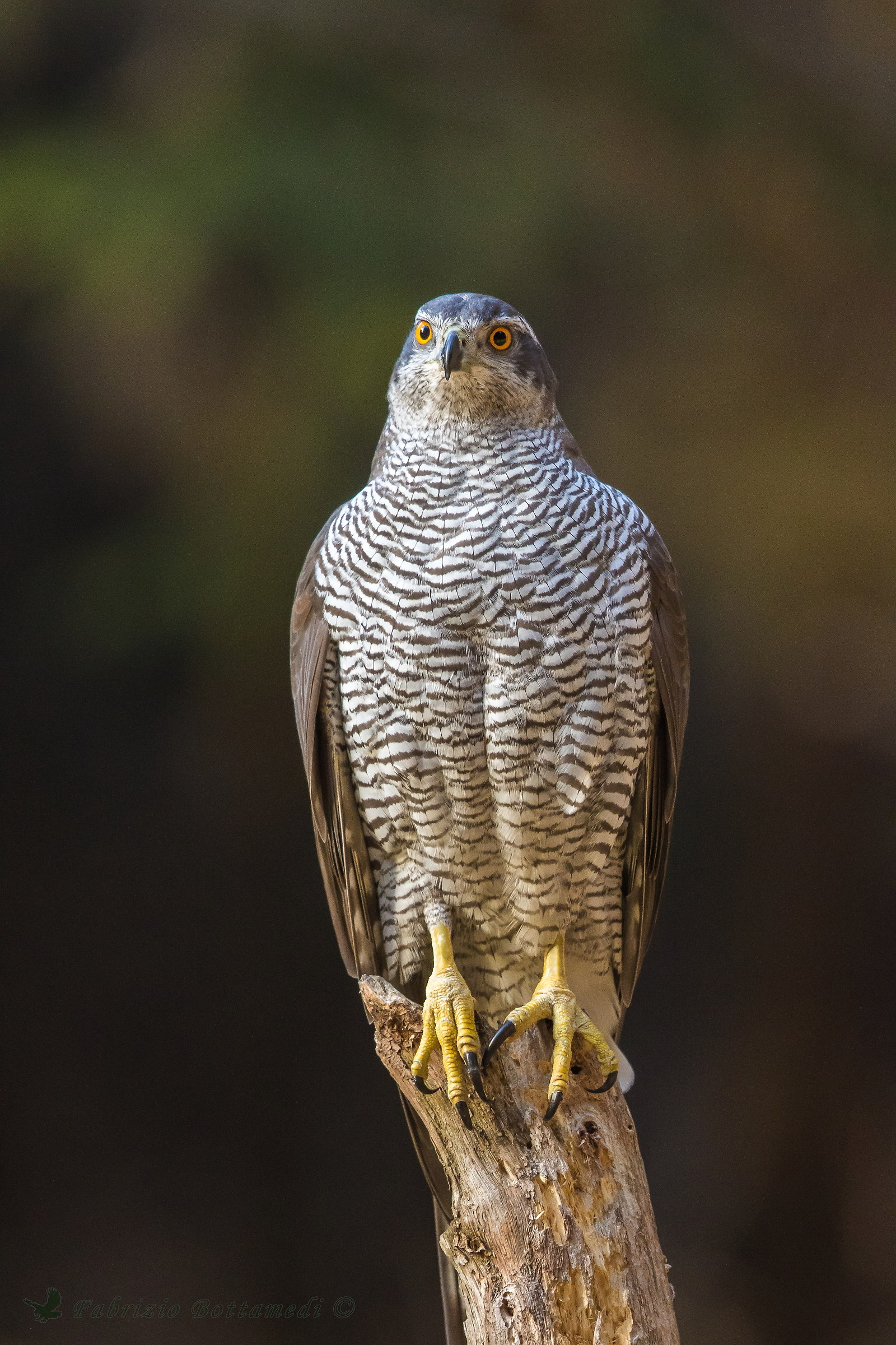 The statue of the goshawk