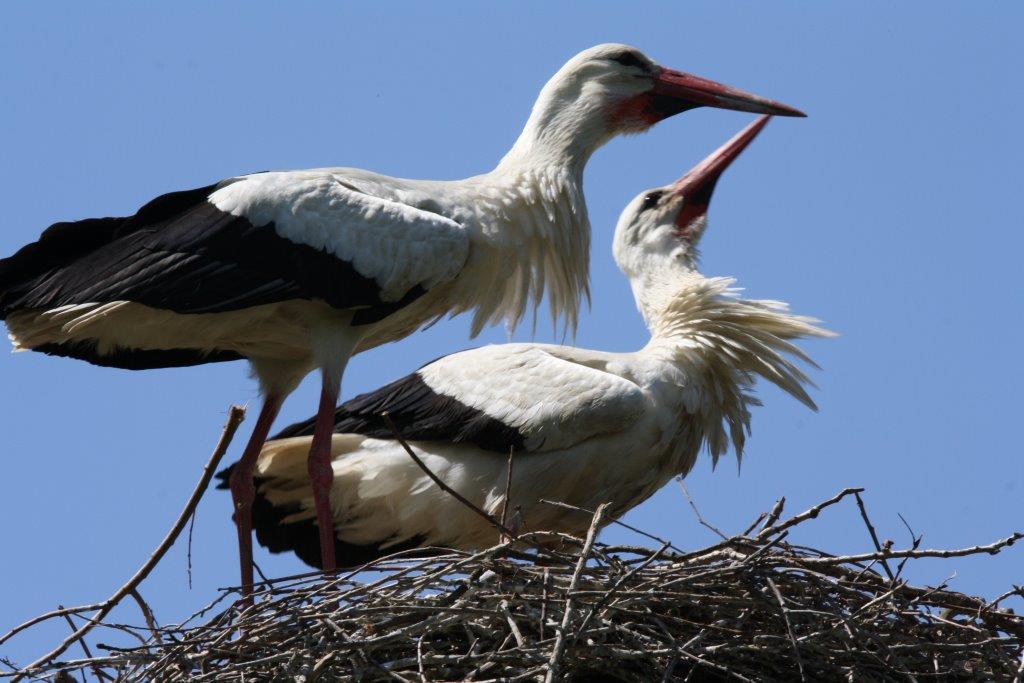 cicogne oasi s.alessio