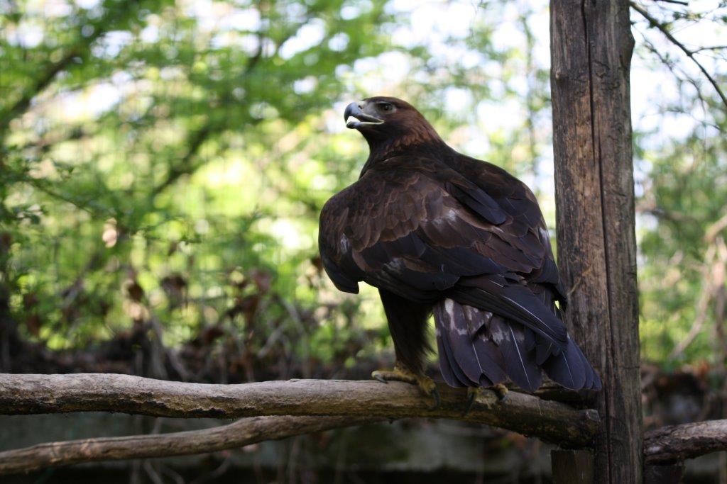 aquila reale oasi s.alessio
