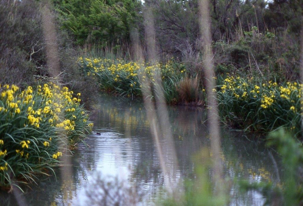 camargue. salin de badon