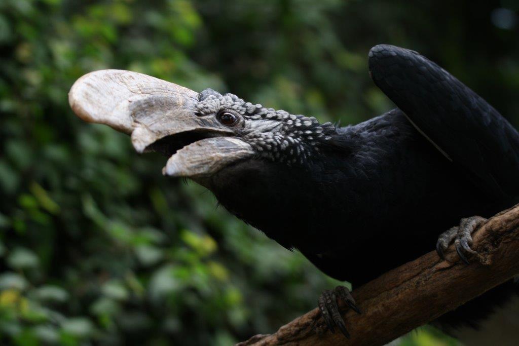 Bucero trombettiere oasi s.alessio