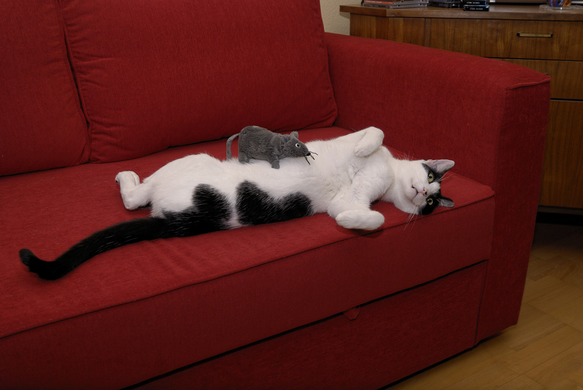 Revenge of the mouse ..