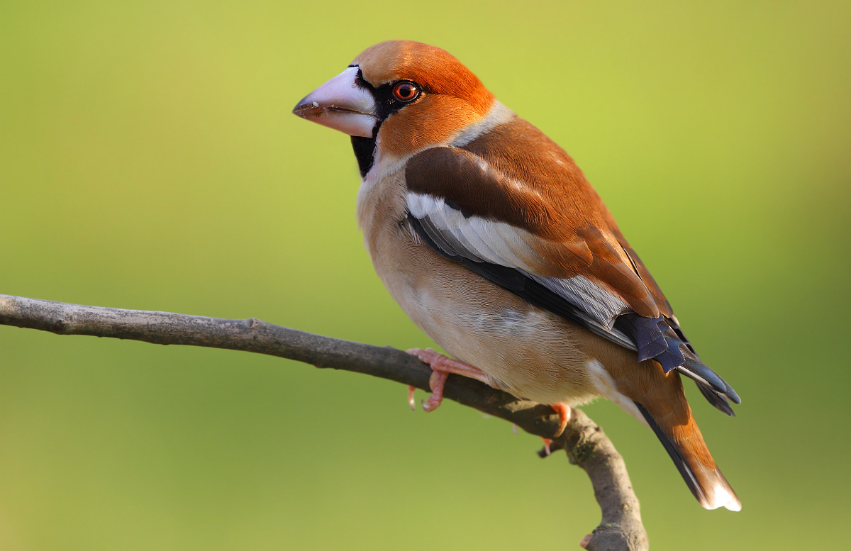Grosbeak