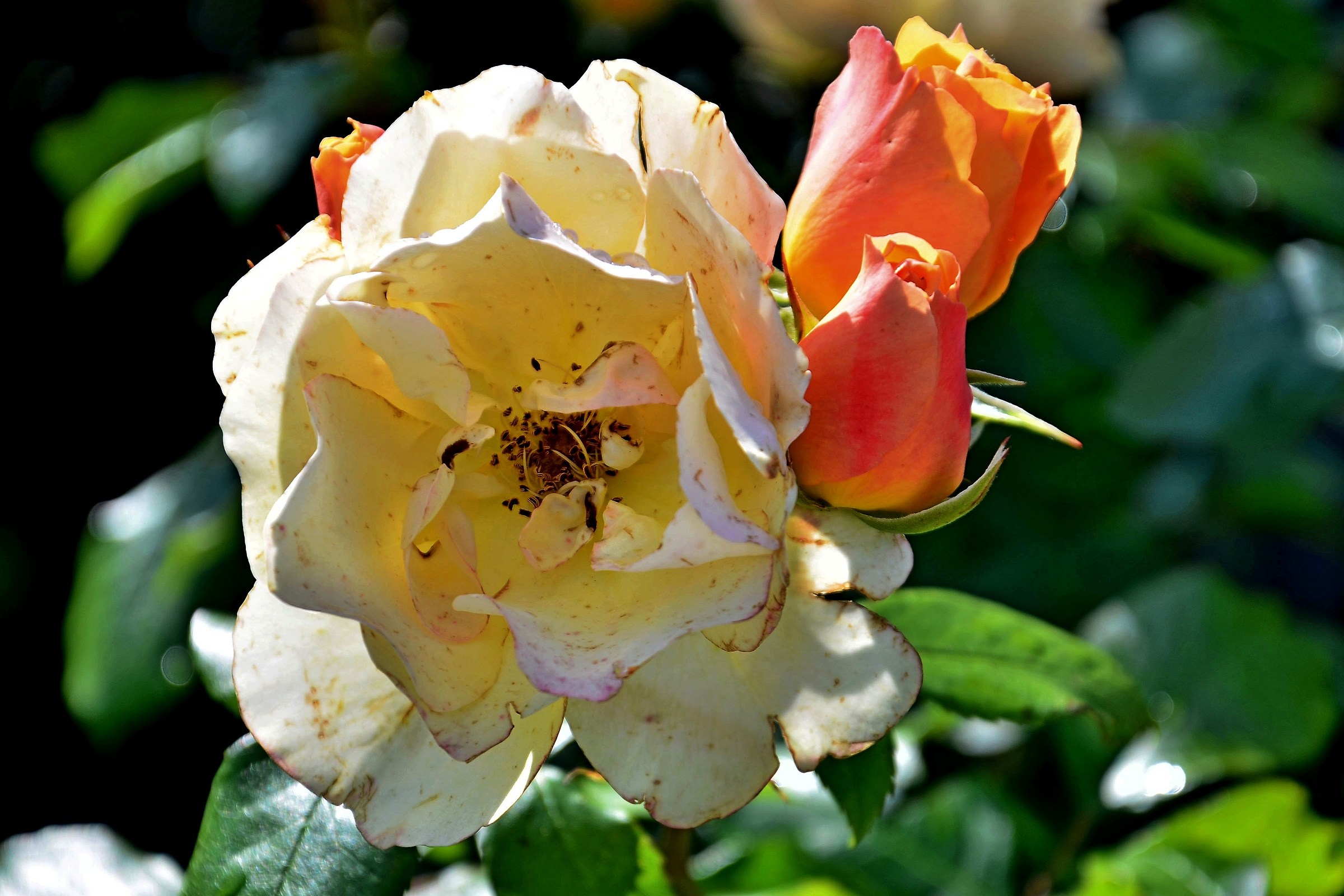 Beauties in comparison