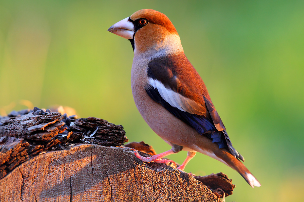 Grosbeak