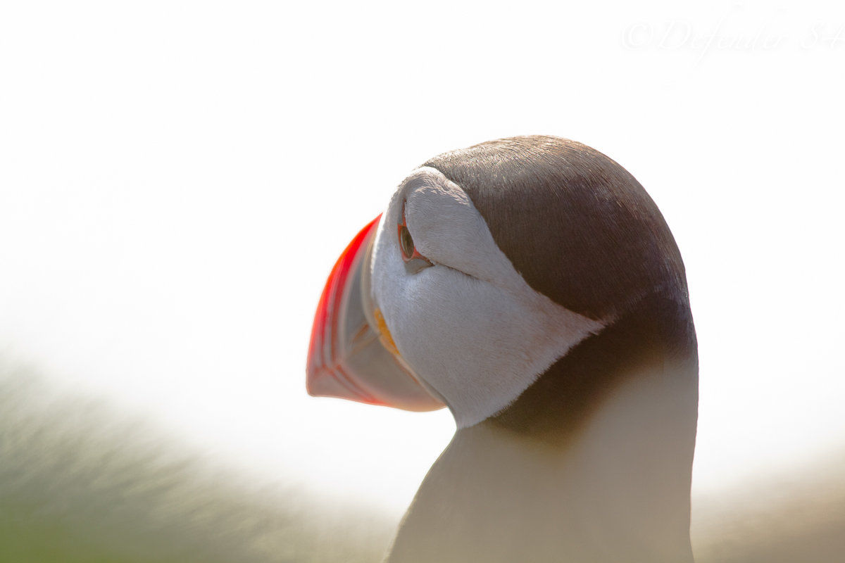 Fratercula Artica (Puffin)