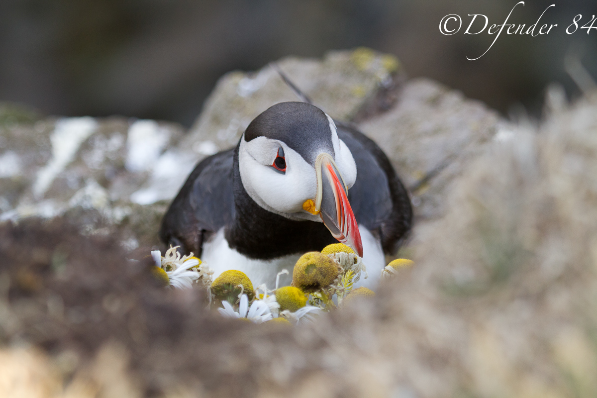 Fratercula Artica (Puffin)