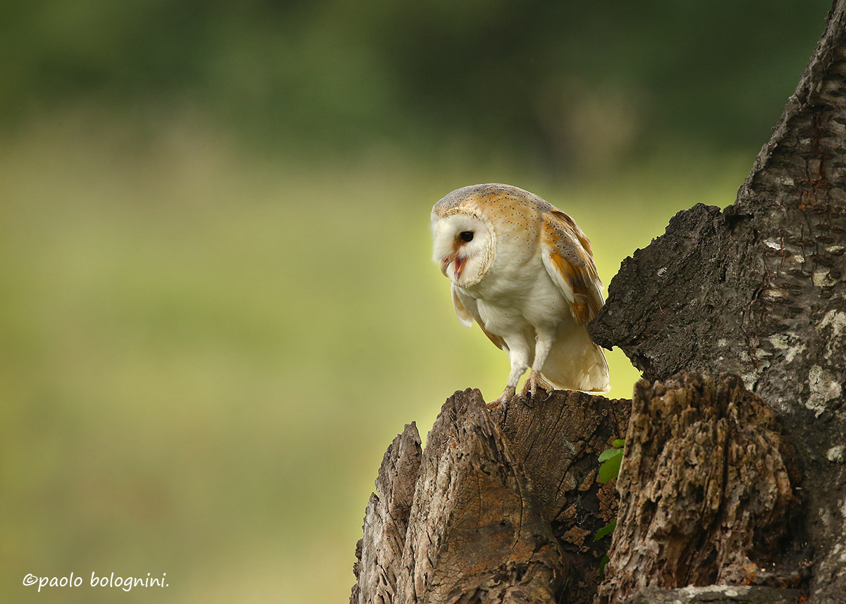 Il vecchio cigliegio...