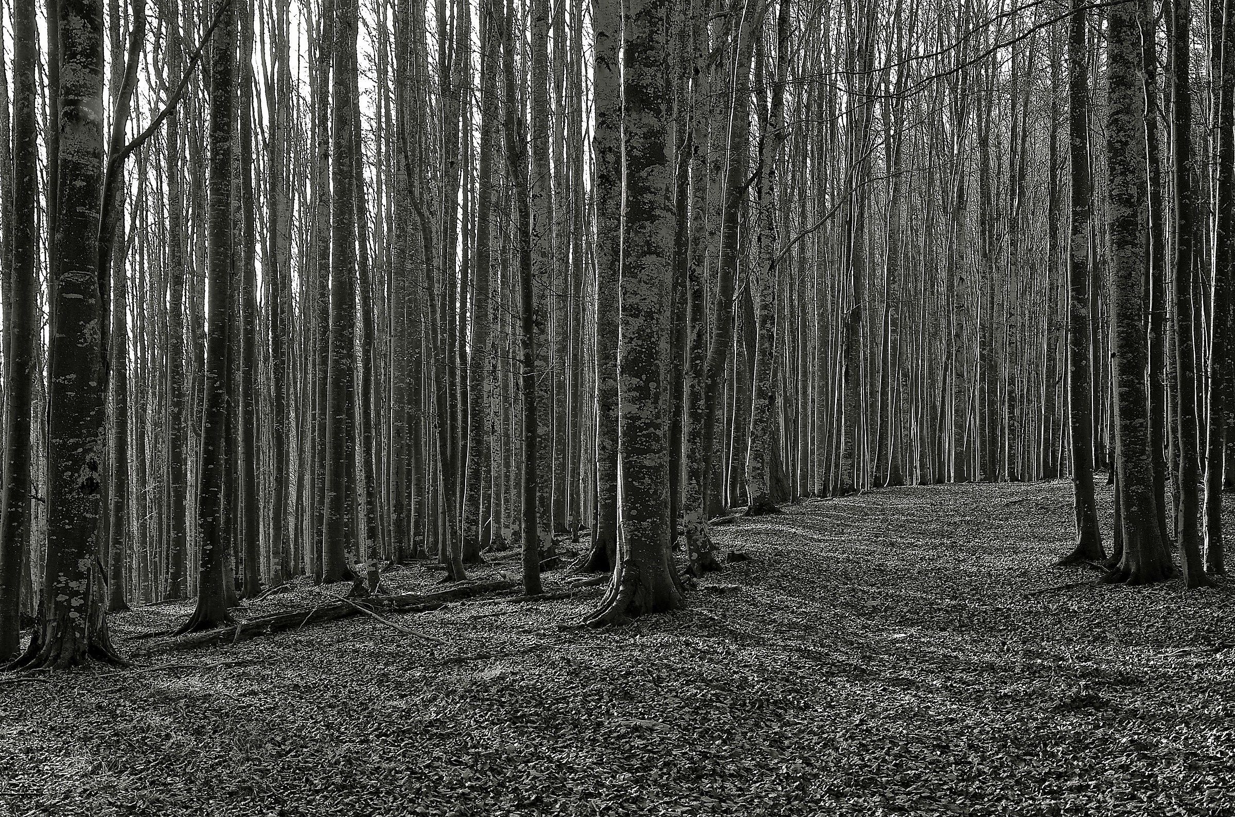 Foresta in Bianco e Nero