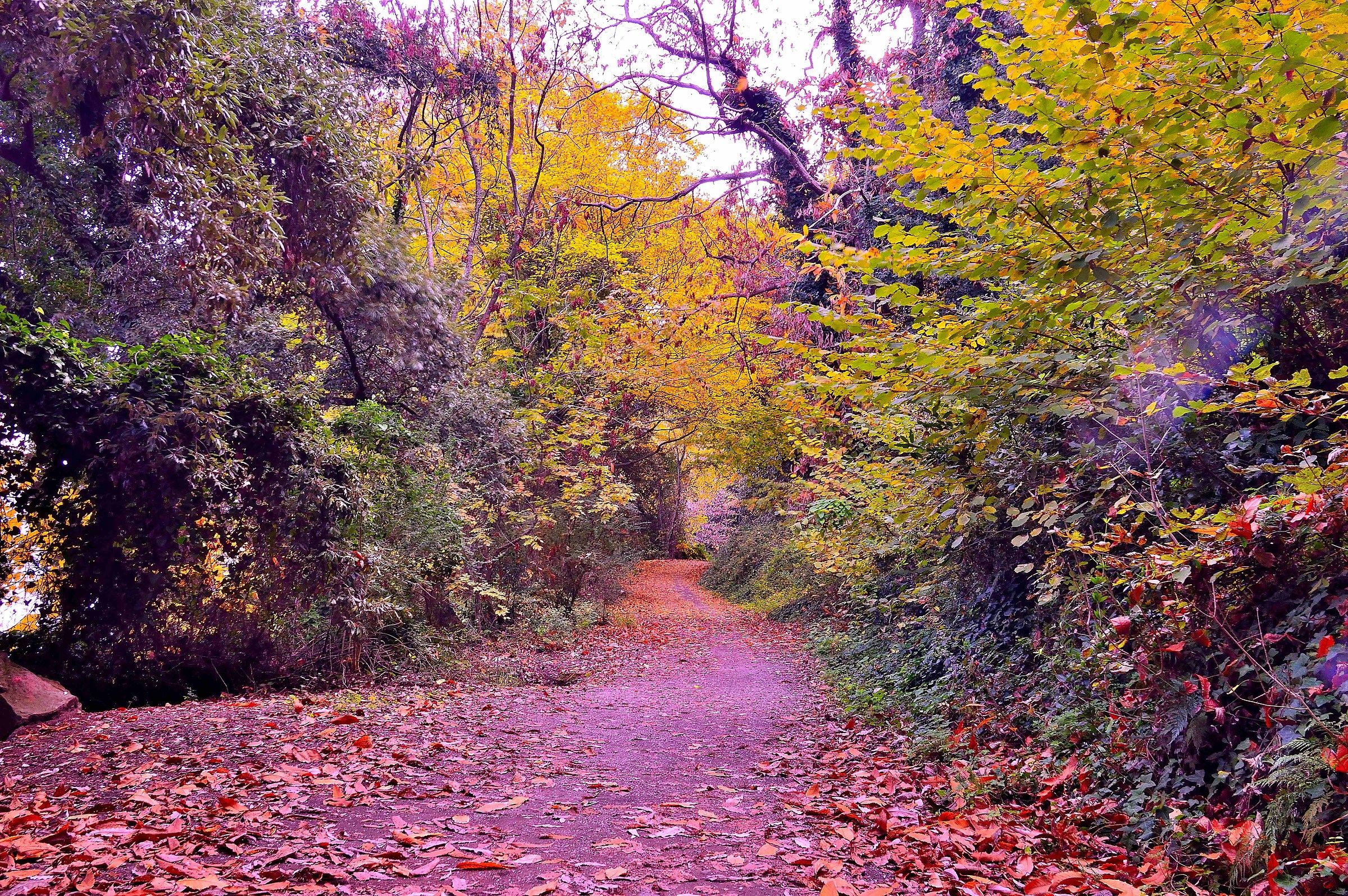 Camminando nel bosco d'Autunno