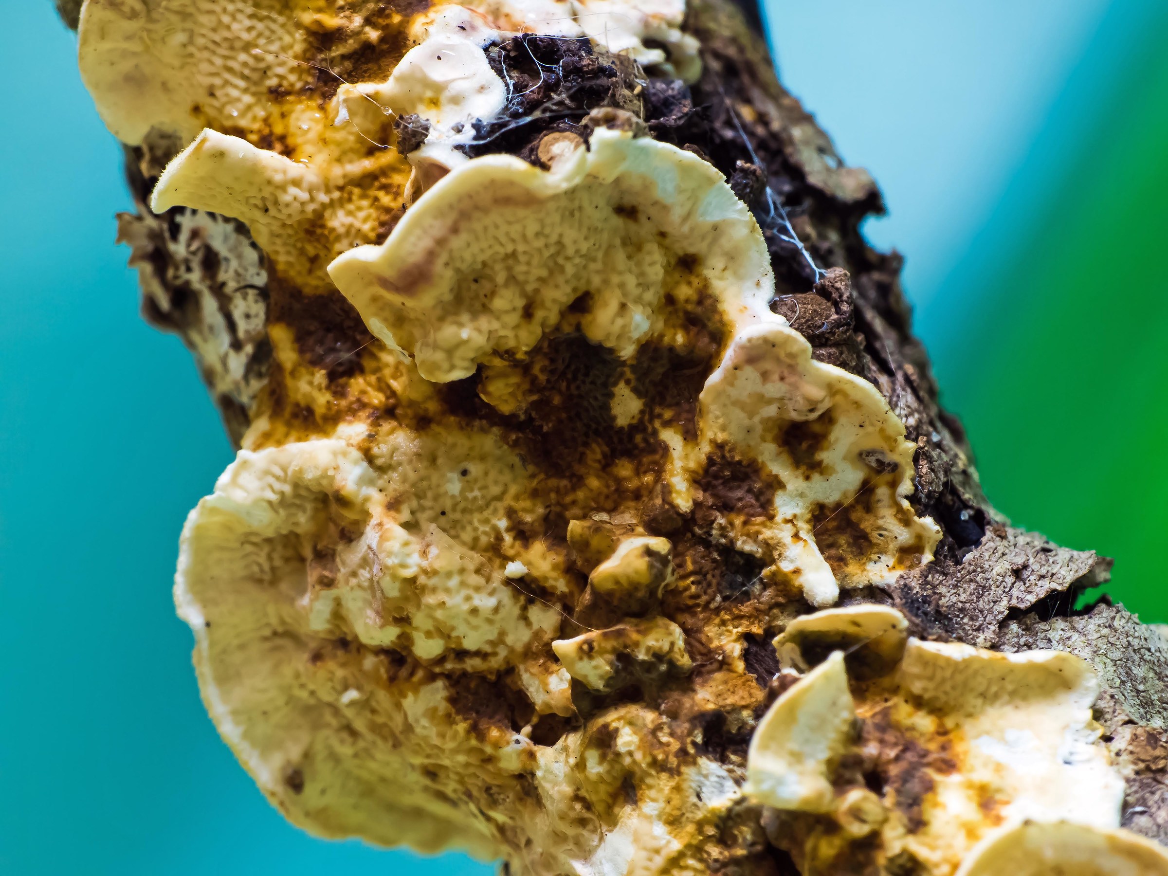 mushroom on dry branch