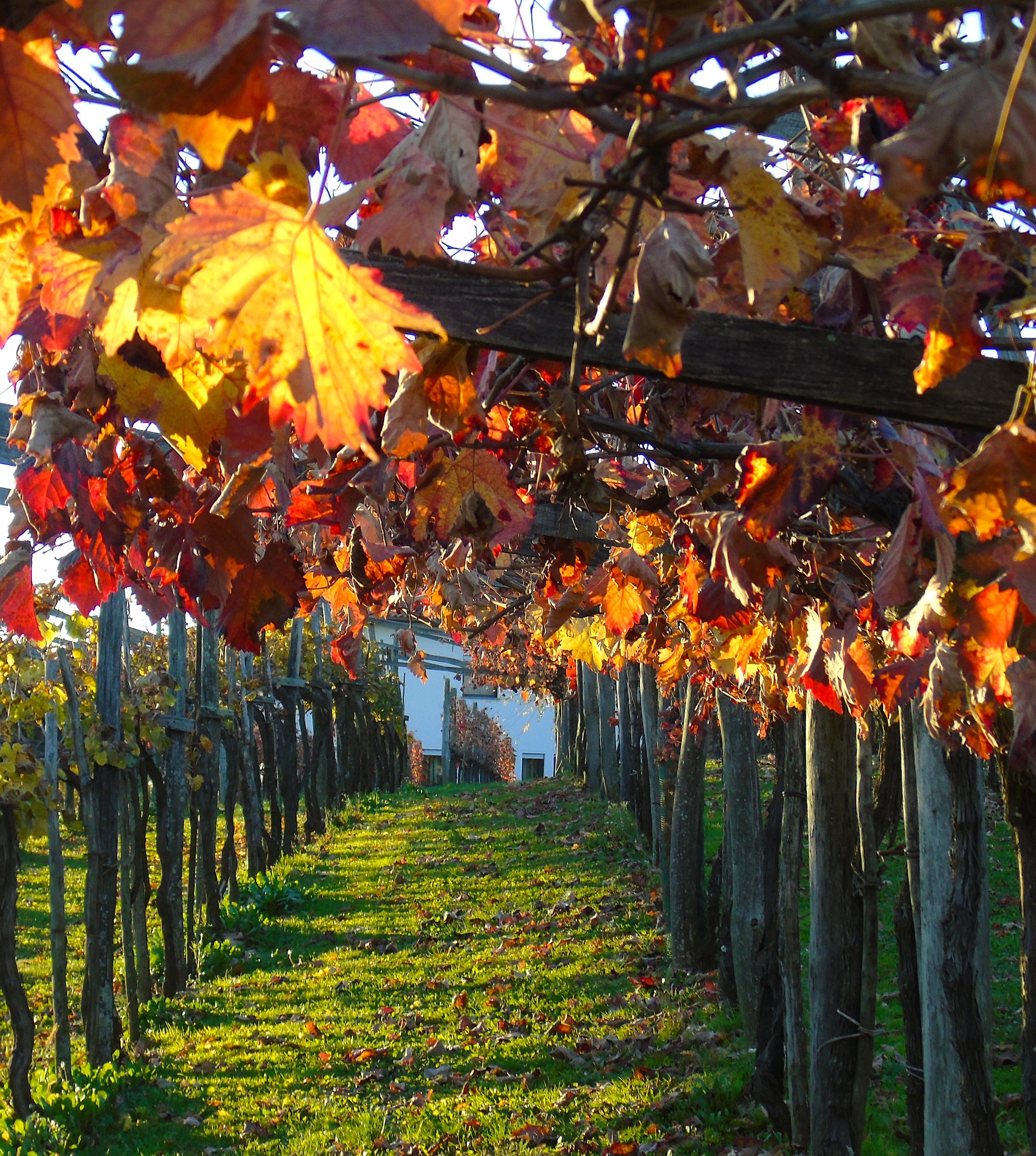 Gallery between rows