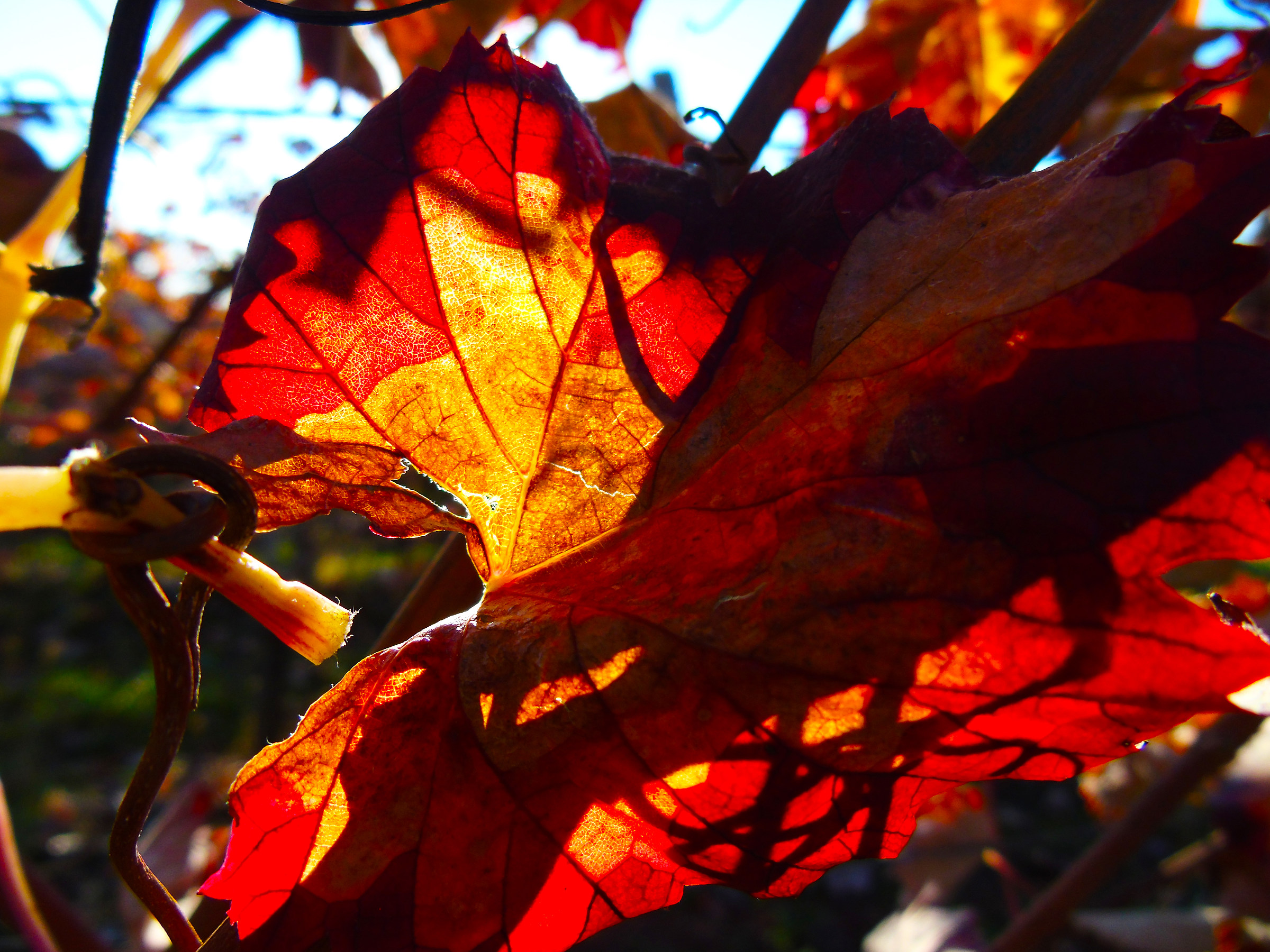 Backlit Vine