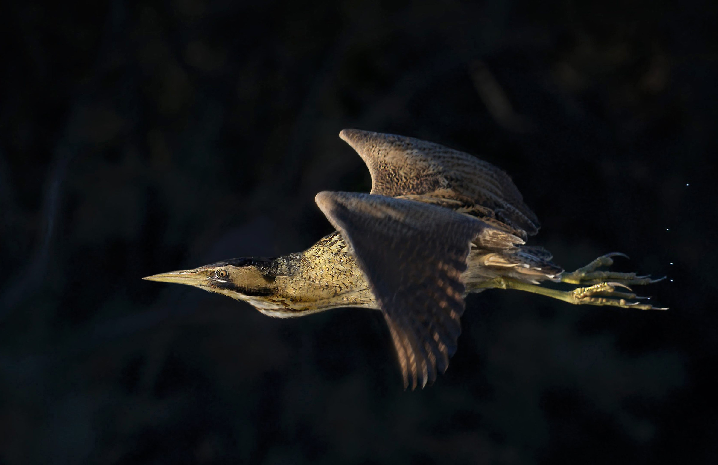 tarabuso al tramonto