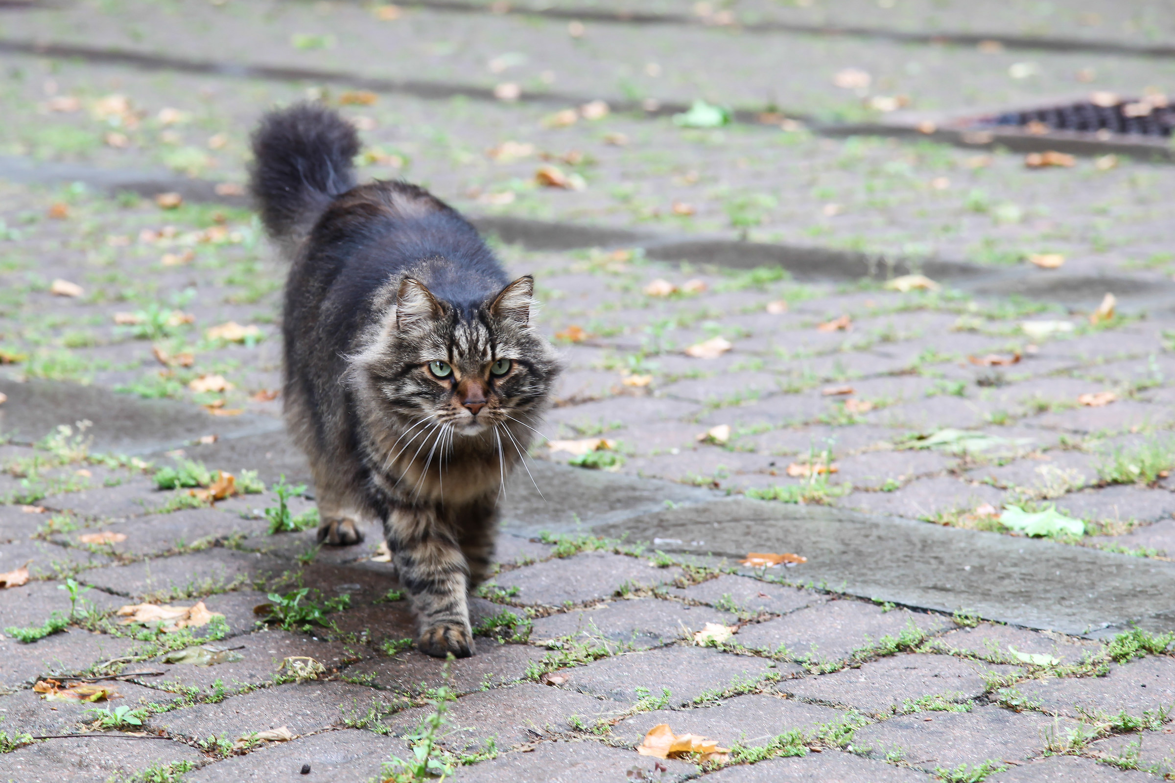 Il "Principe " a zonzo per la citta'