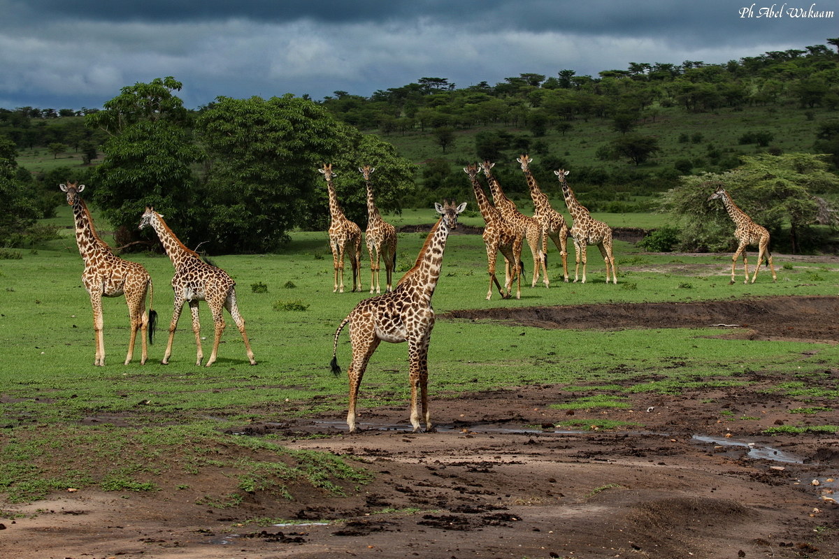 Giraffe nel Serengeti