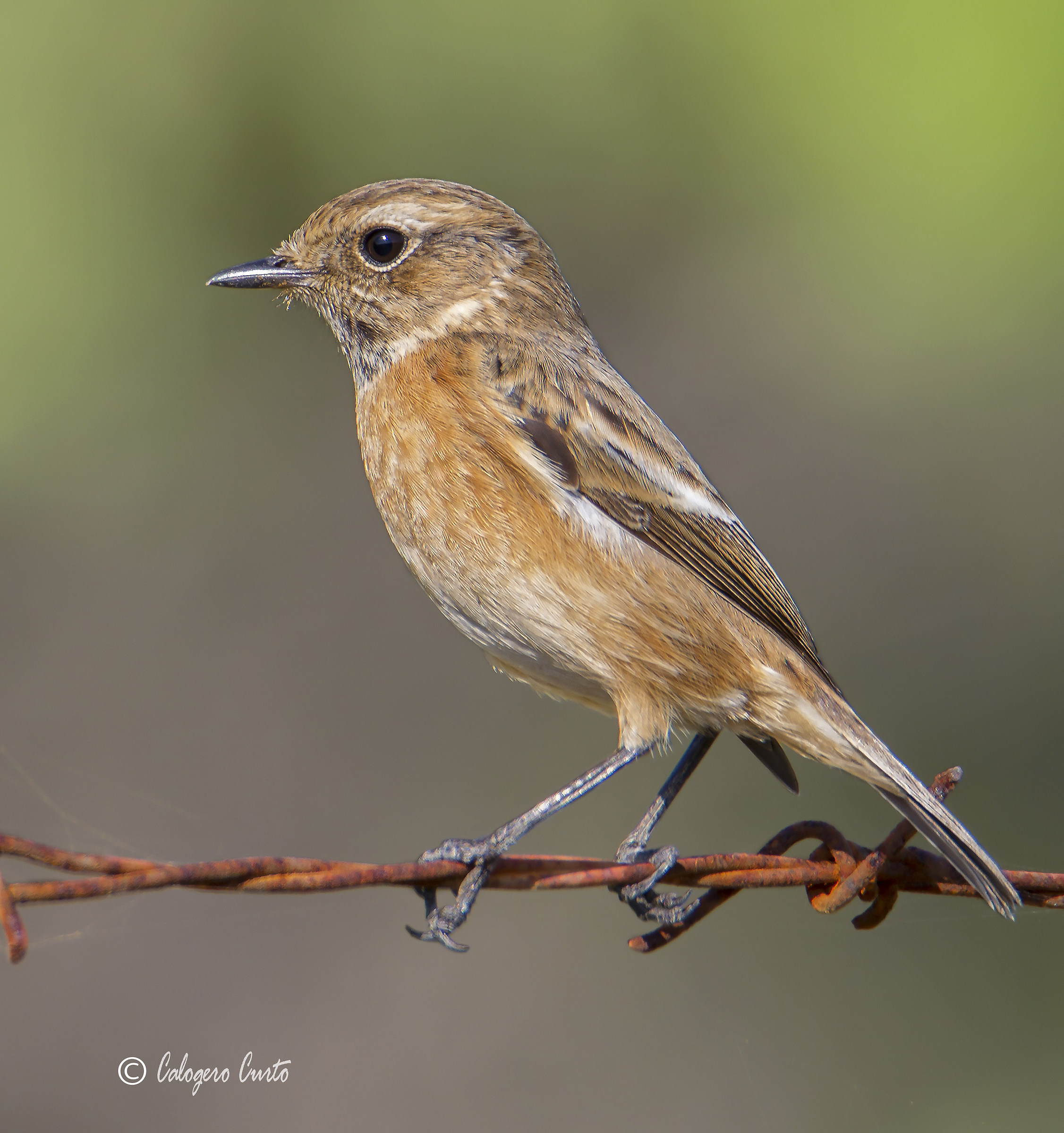 Stonechat female