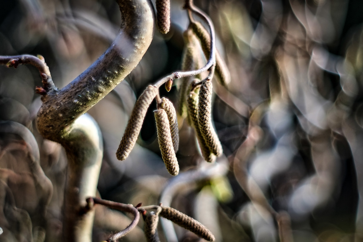 nocciolo contorto bokeh