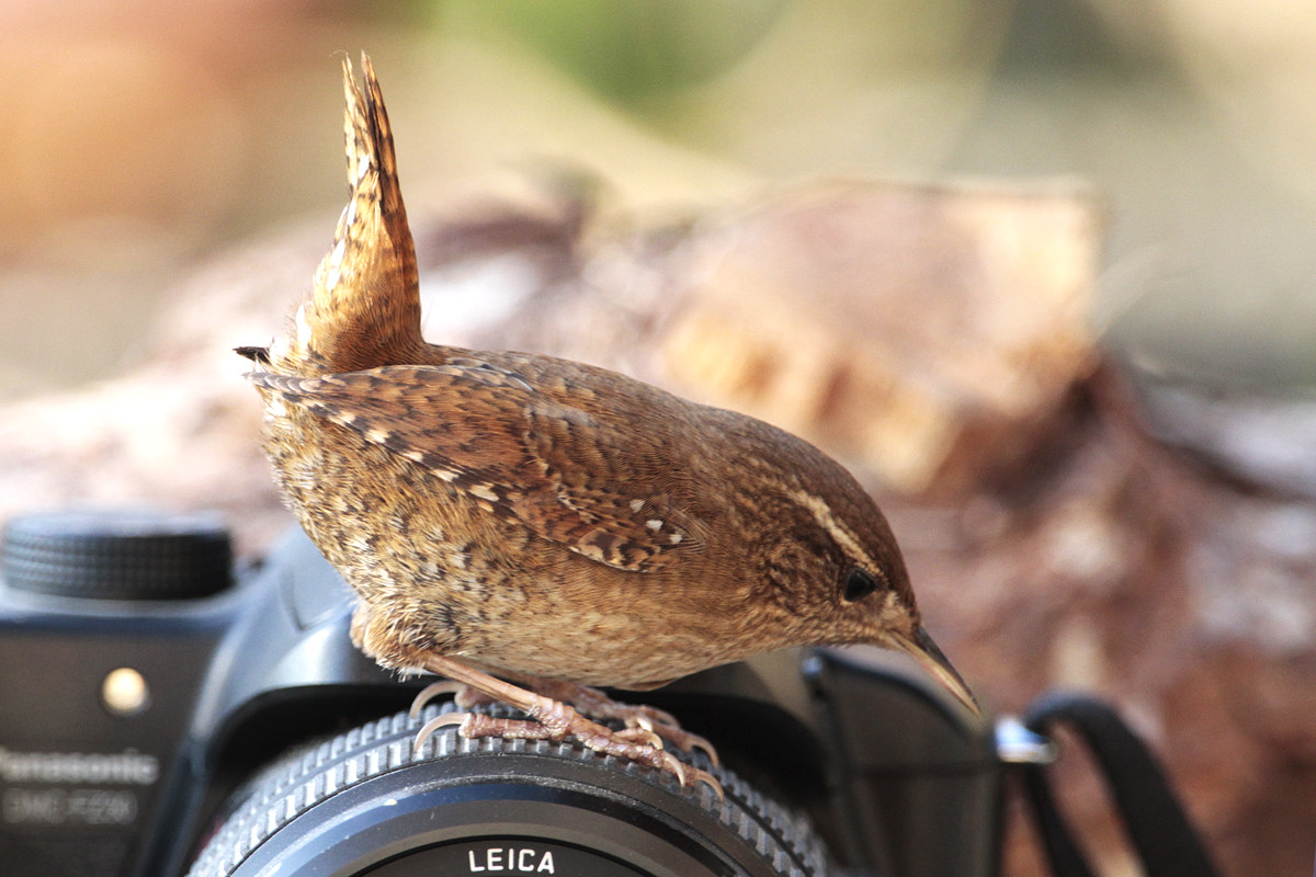Wren
