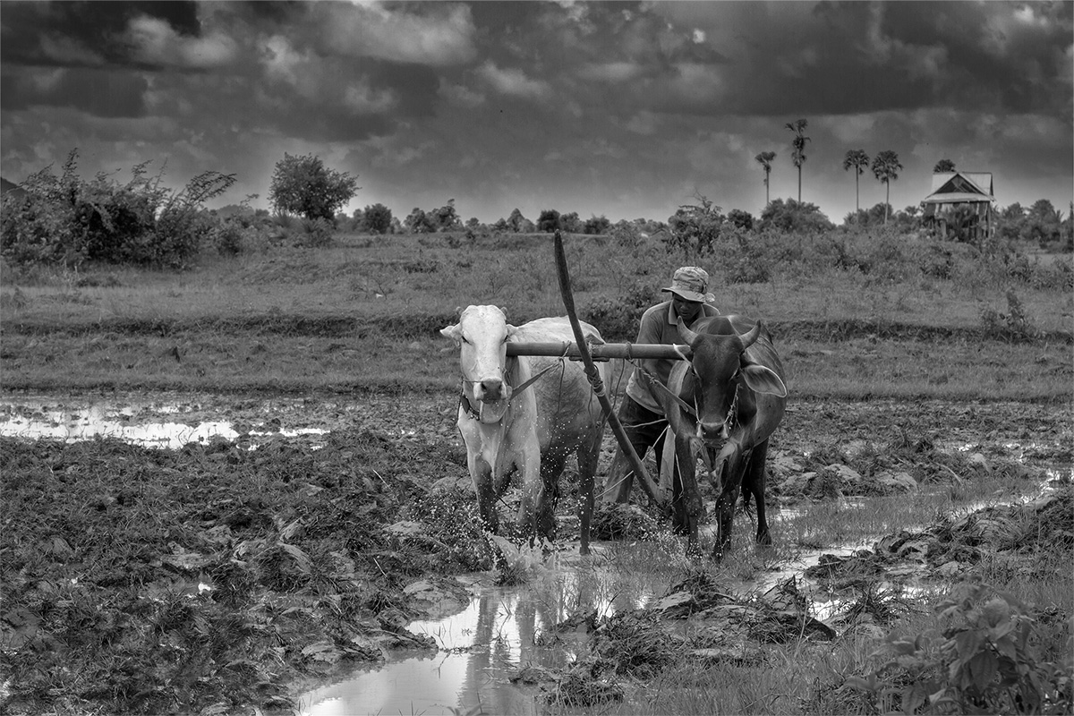Farmer at work