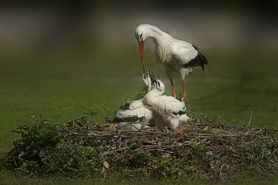 At home Stork stork has arrived ....