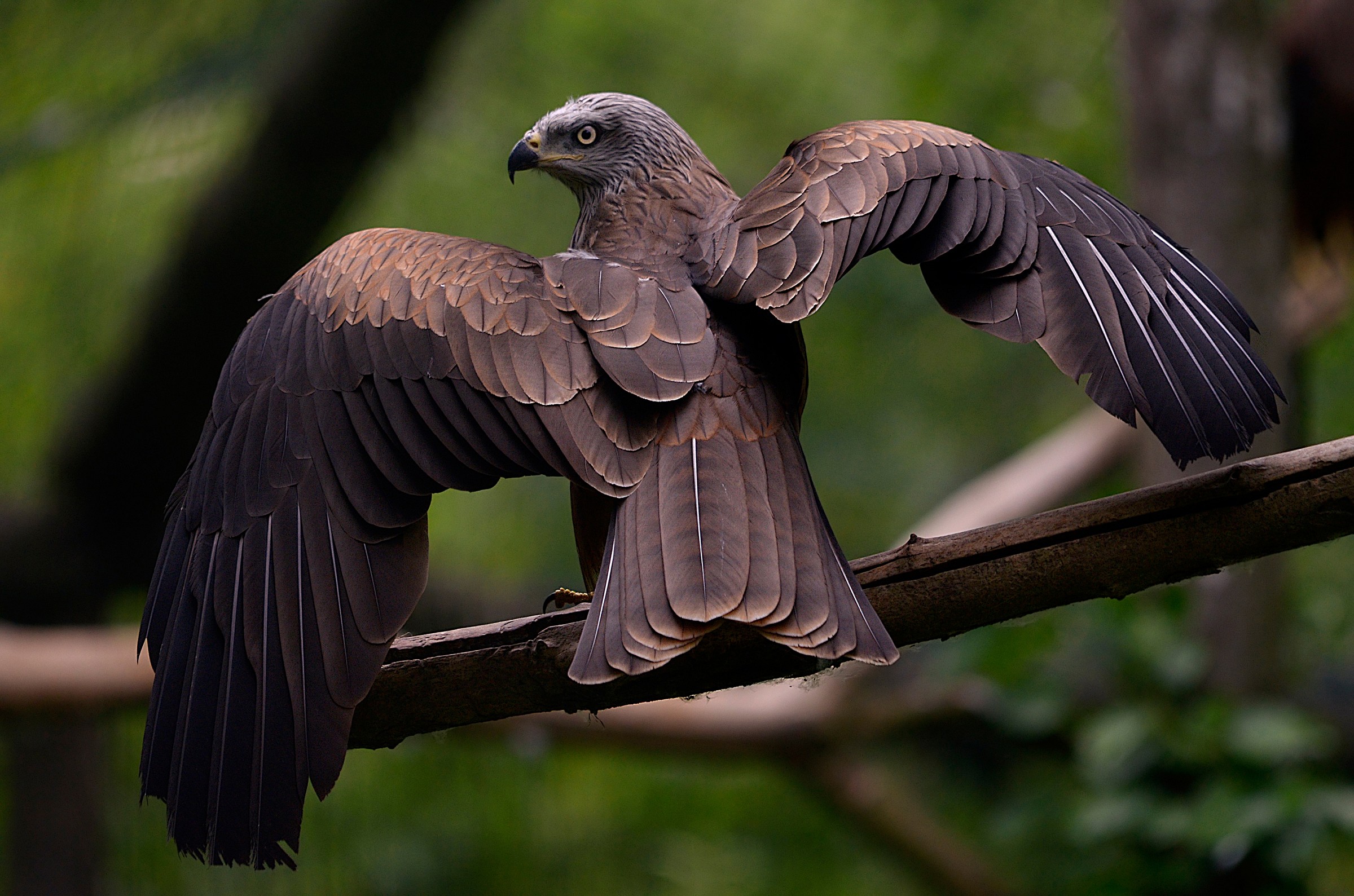 Oasis Sant'Alessio - black kite