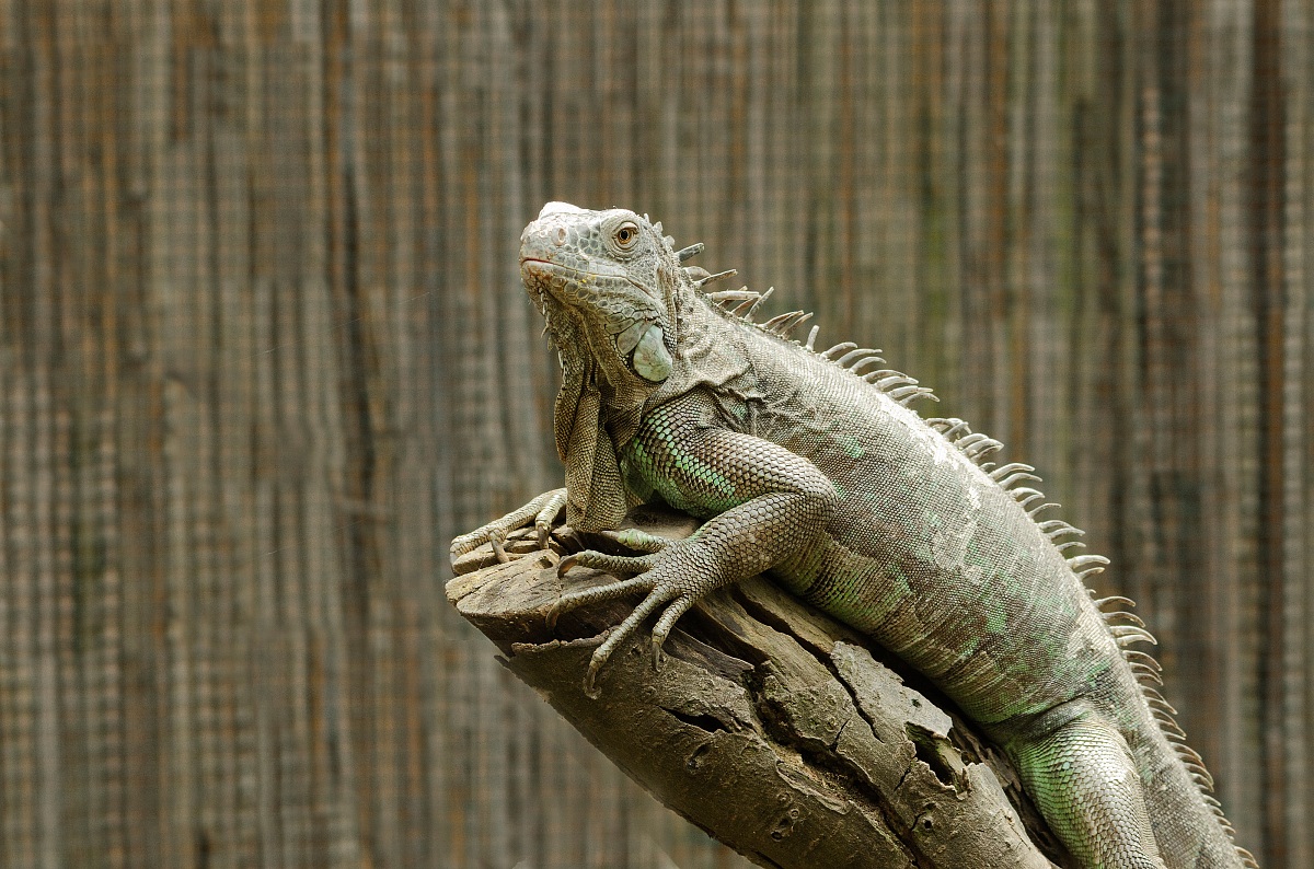 Oasis Sant'Alessio - Iguana