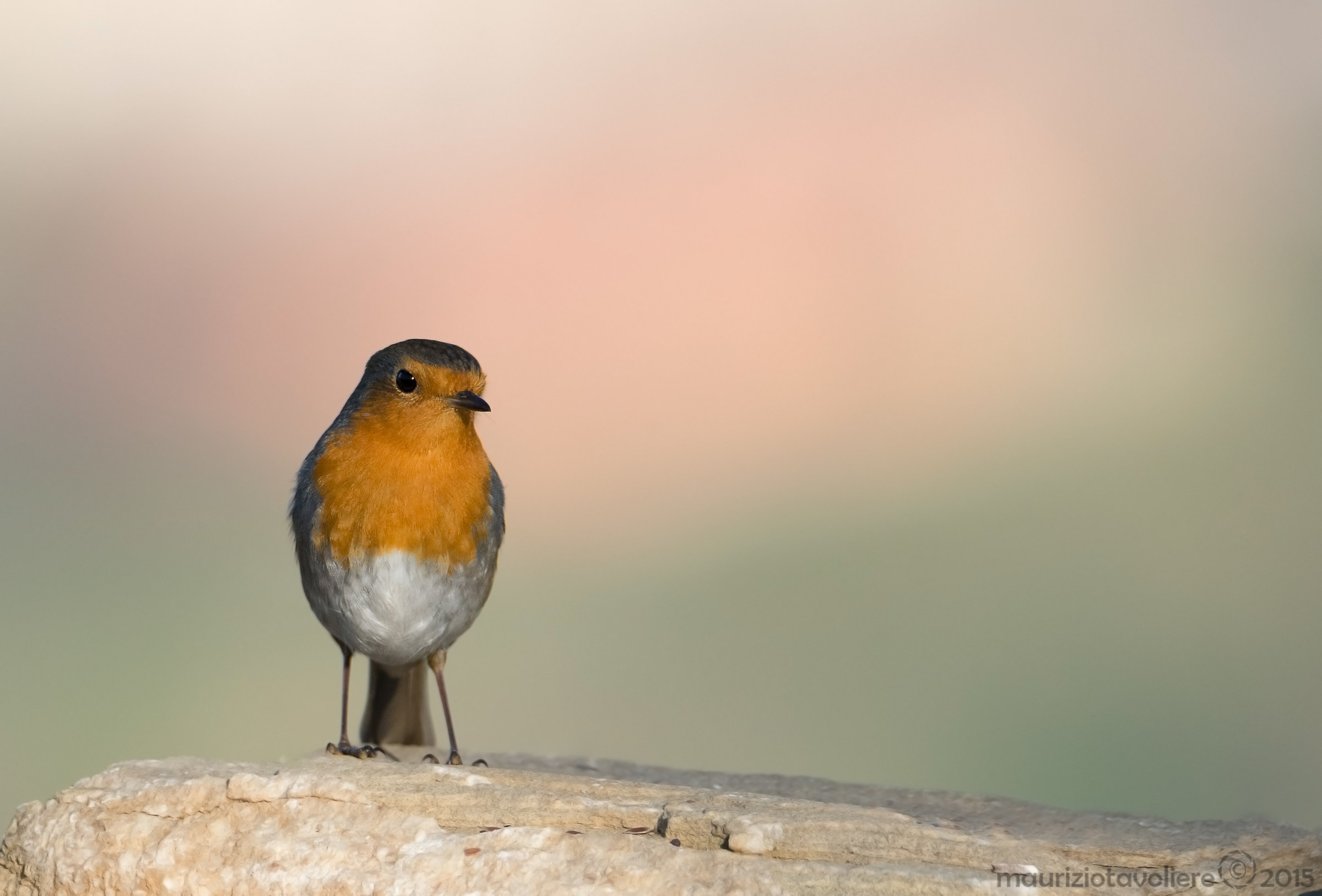 Pettirosso vanitoso ..