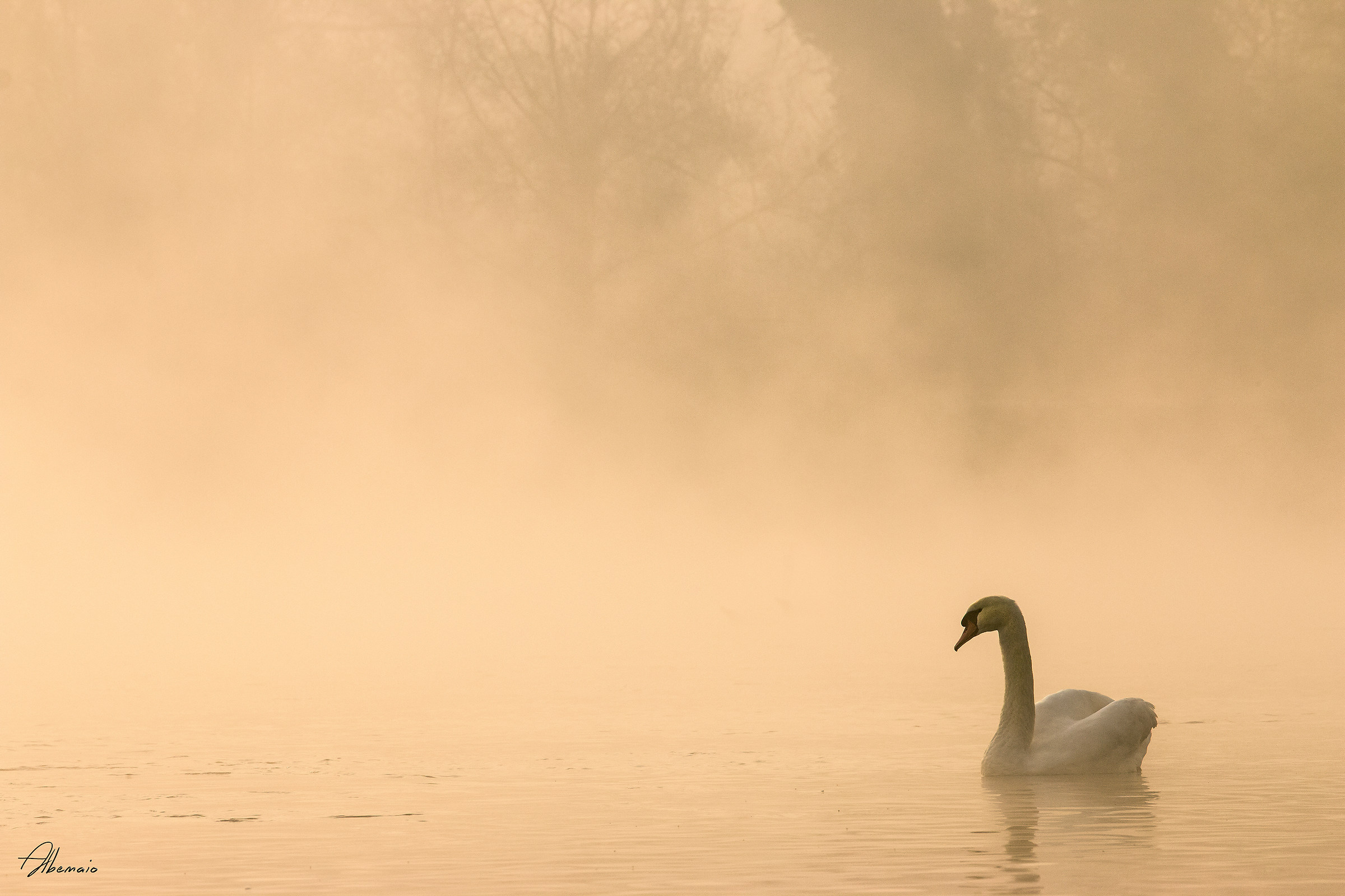 Cigno Reale Parco Del Ticino
