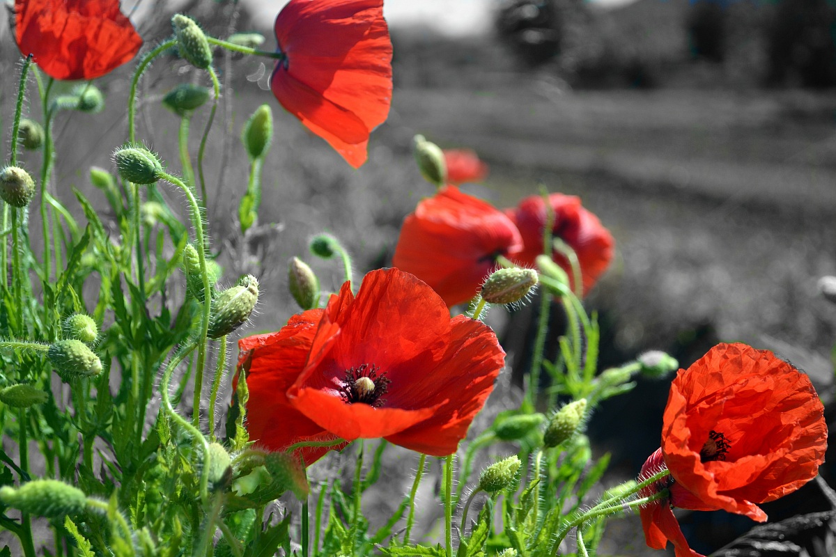 poppies