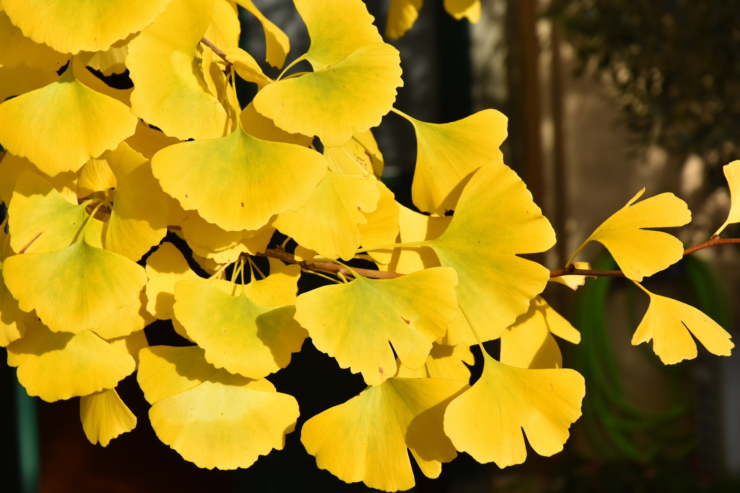 Ginko Biloba the sun at home