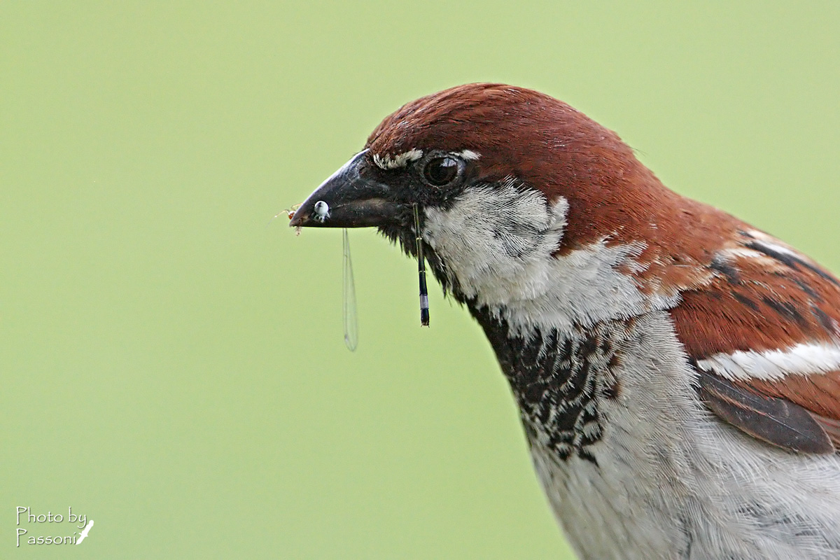 Ma... non erano granivori?