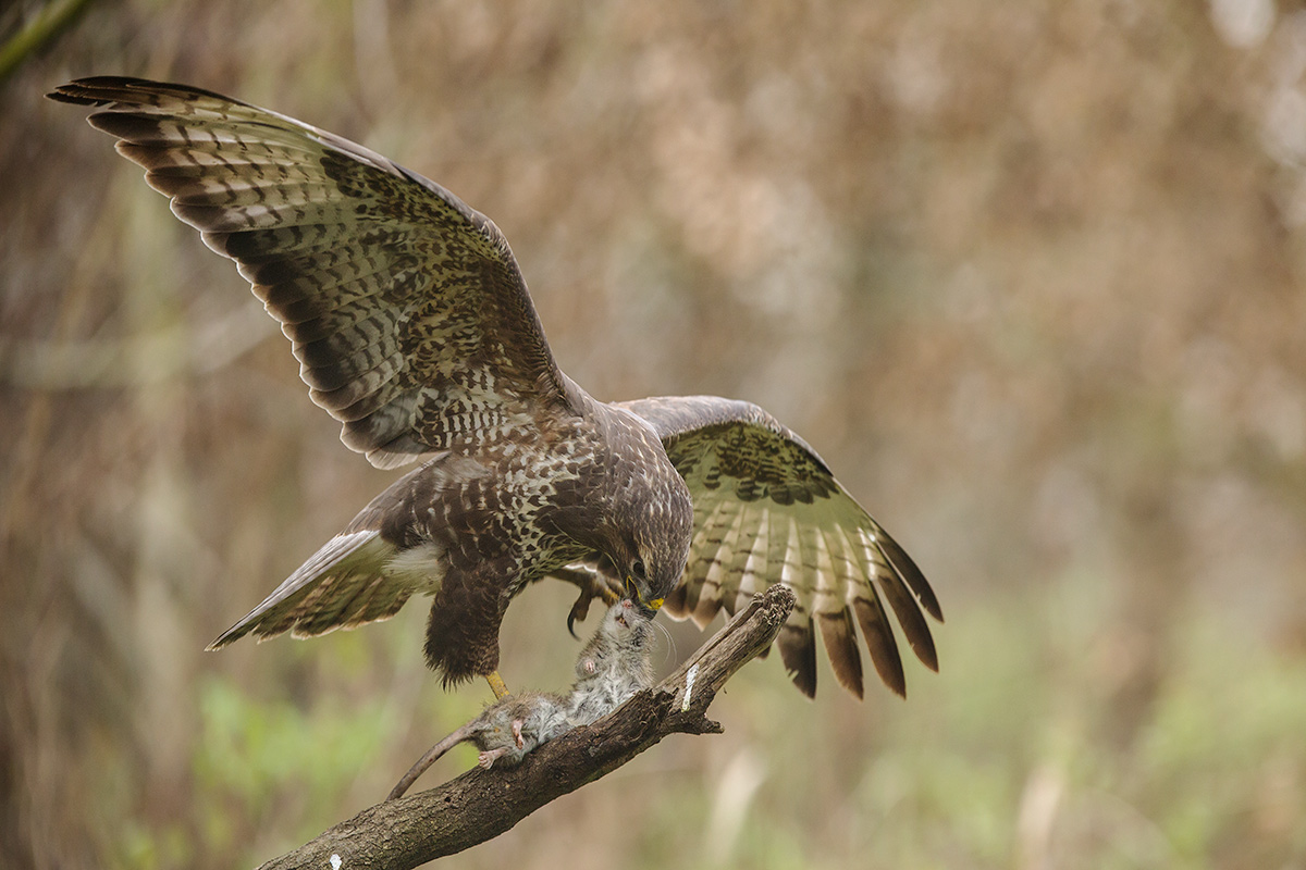 buzzard with mouse 2