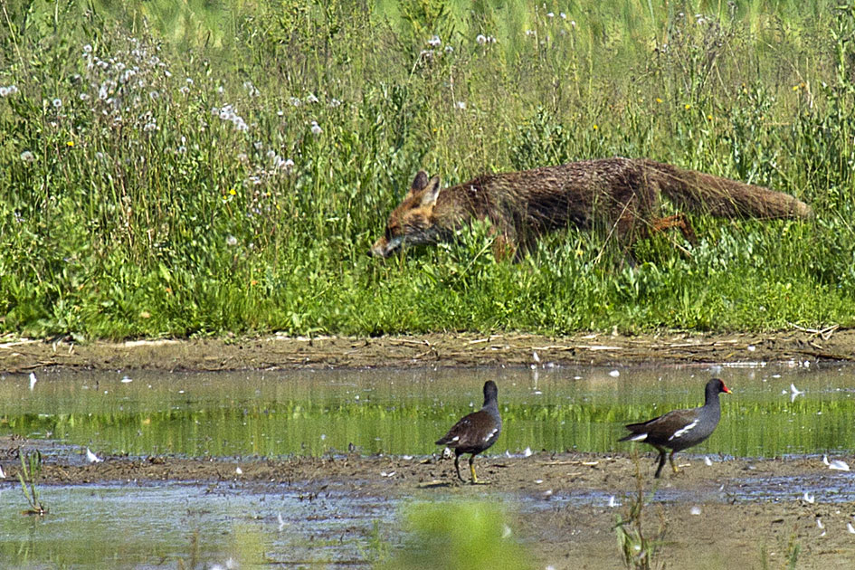 Eye on the pens ......