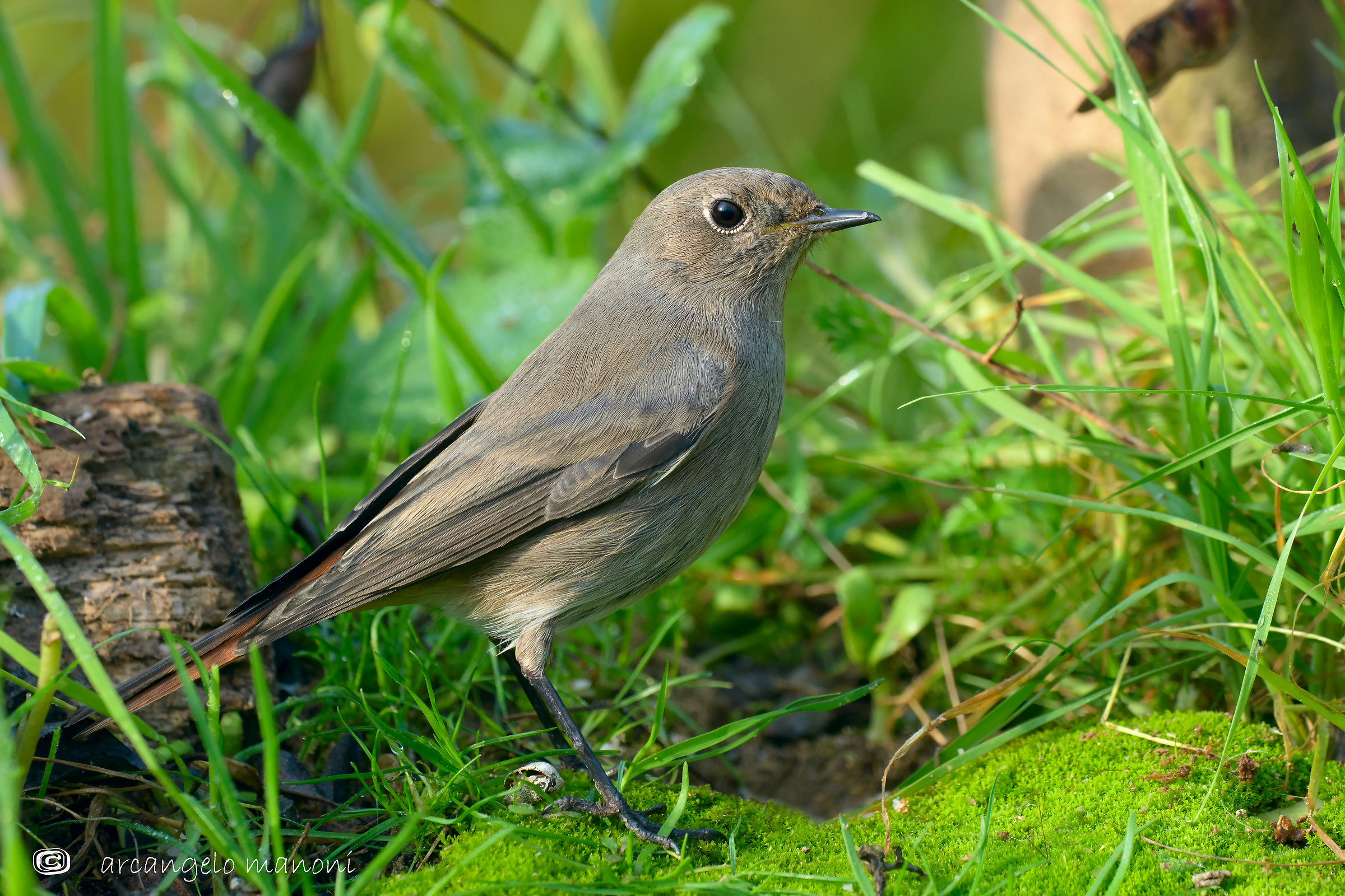 La signora codirosso spazzacamino in passerella