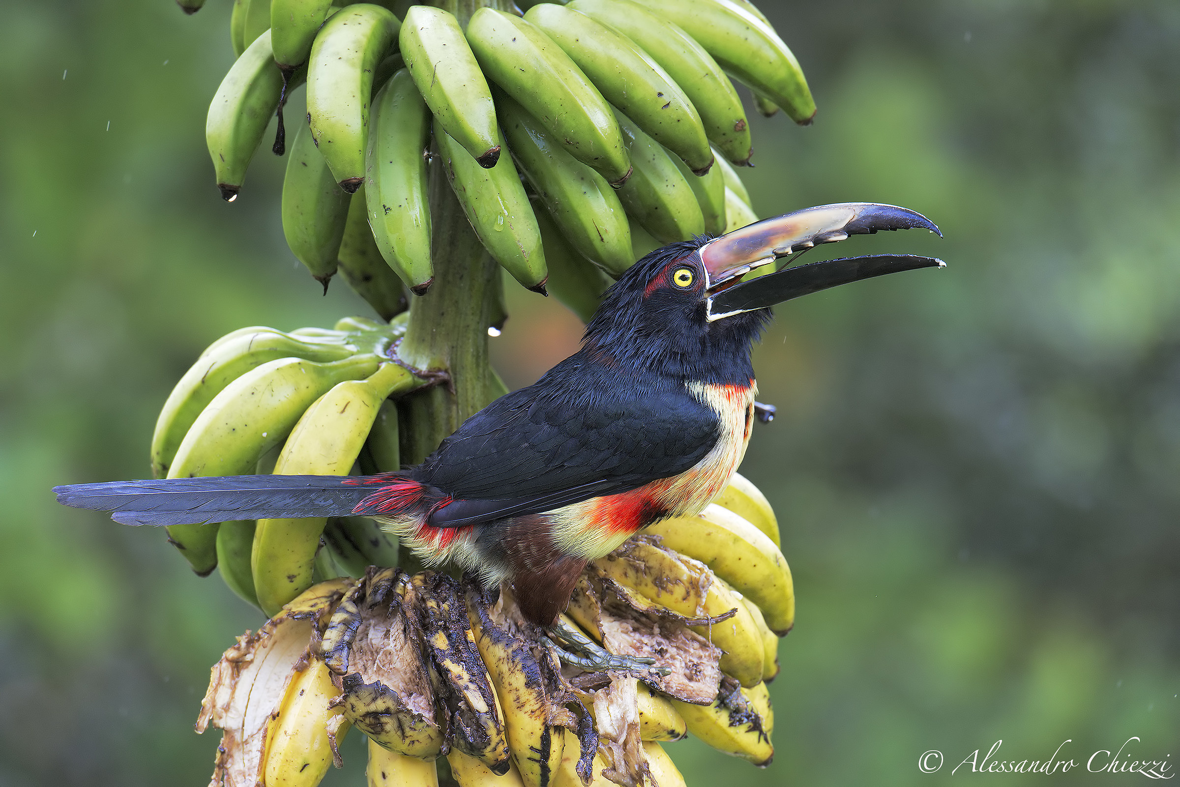 Sheltered from the rain