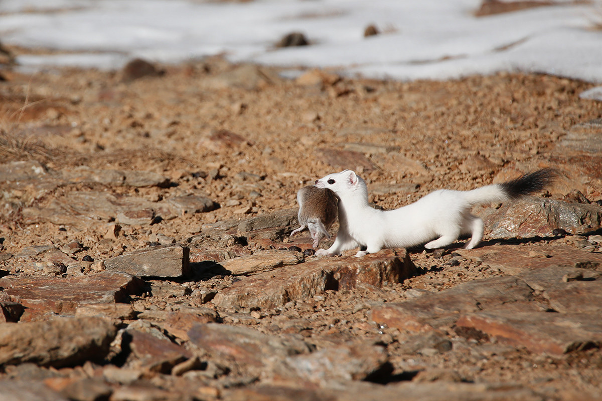Ermellino con arvicola