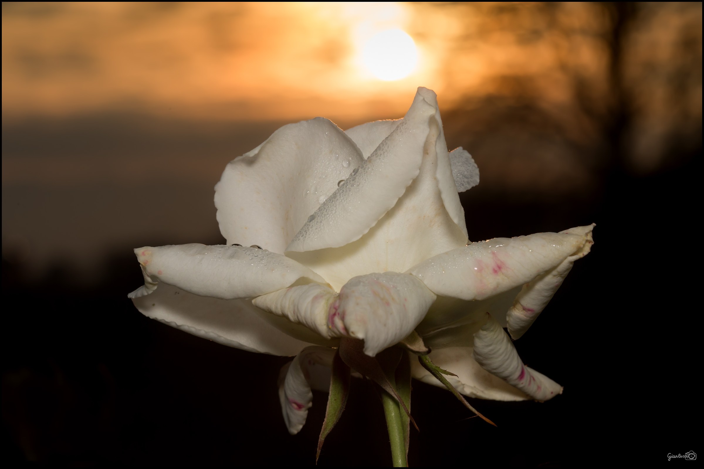 White rose to teamonto