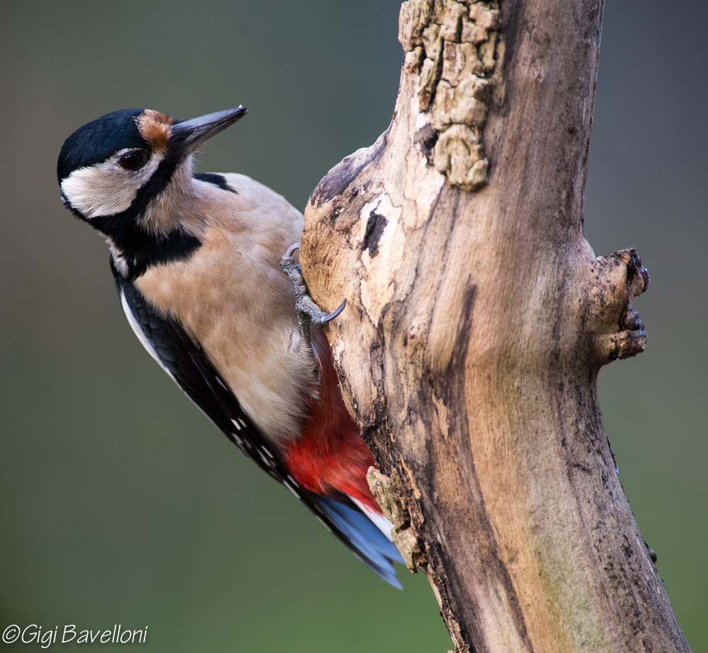 woodpecker Dendrocopos major