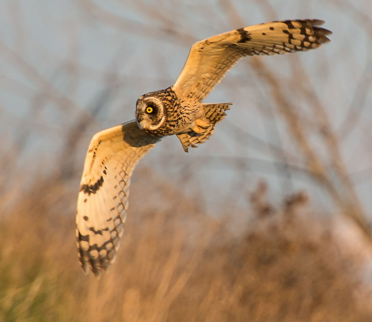 Short-eared Owl