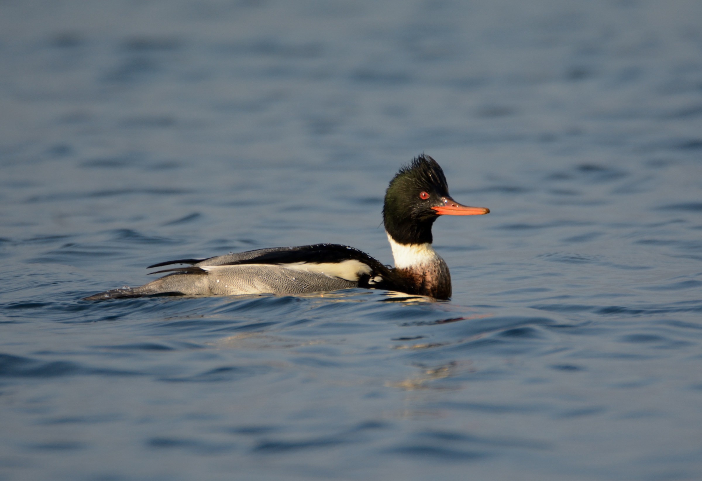 Red-breasted Merganser