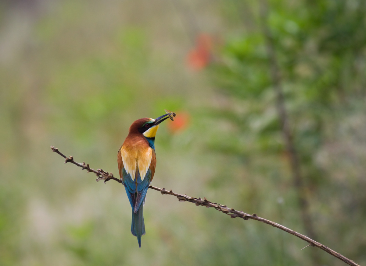 bee-eater