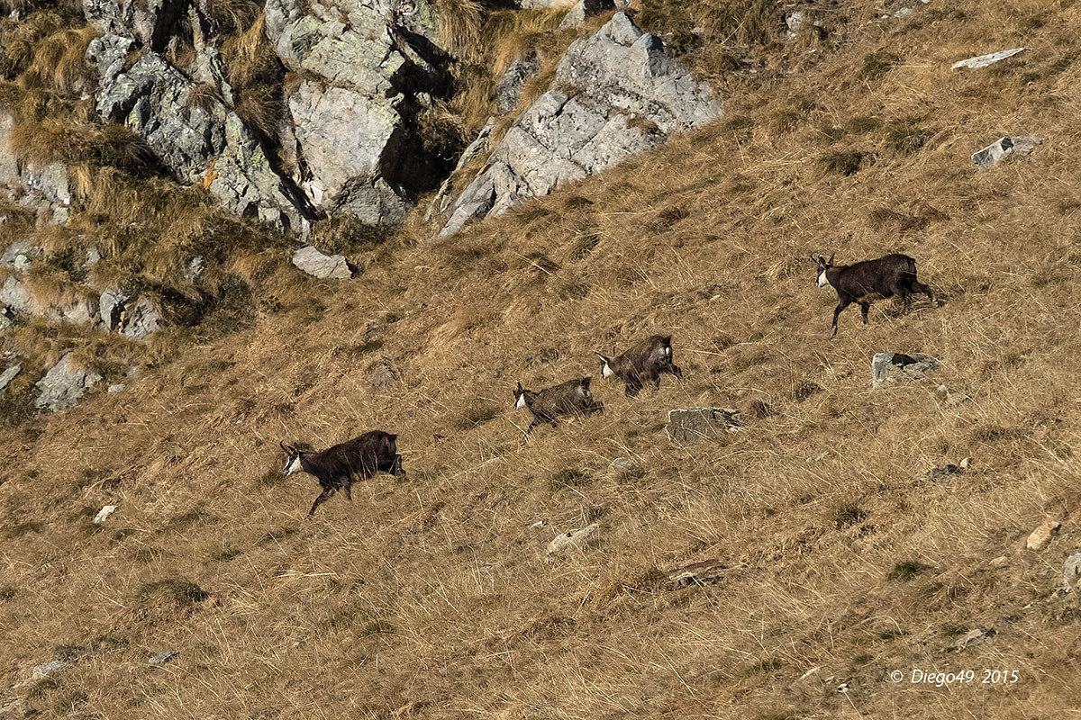 A spasso con la prole