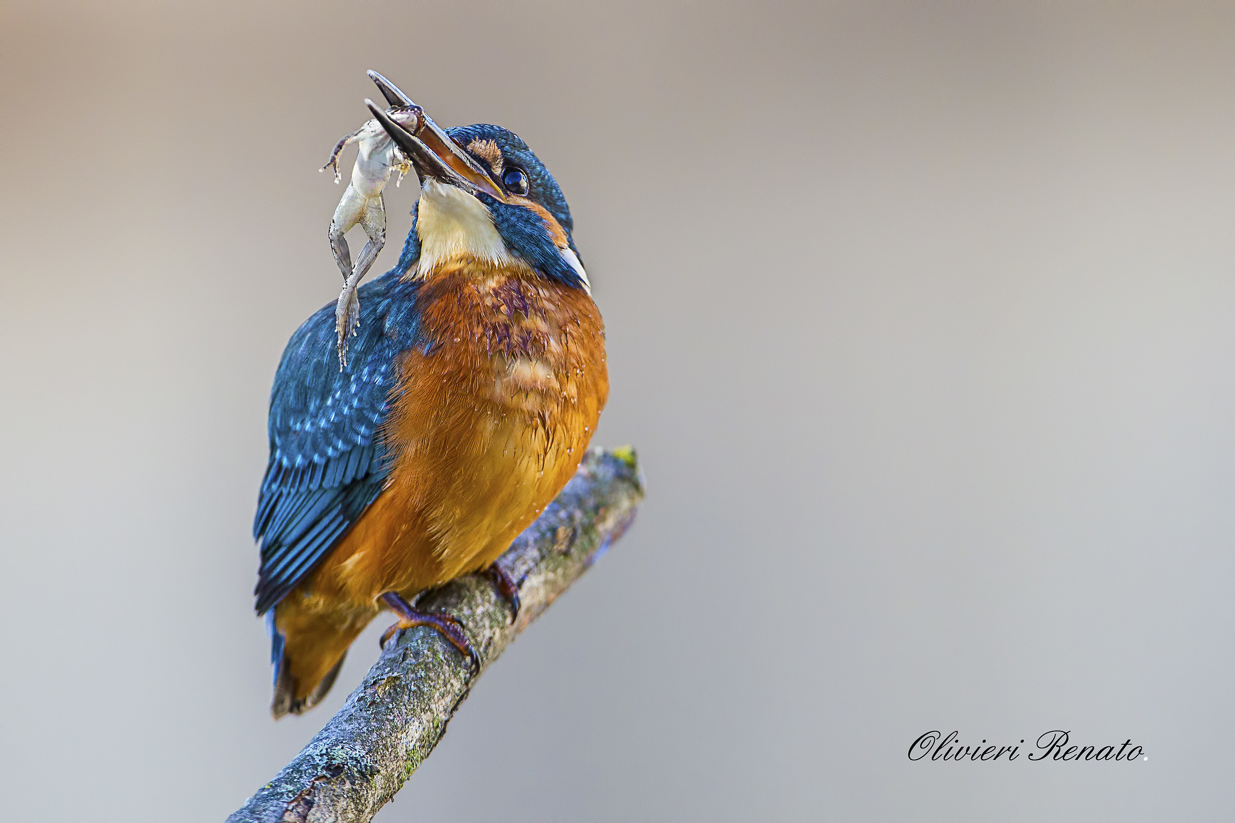 Kingfisher (Alcedo atthis)